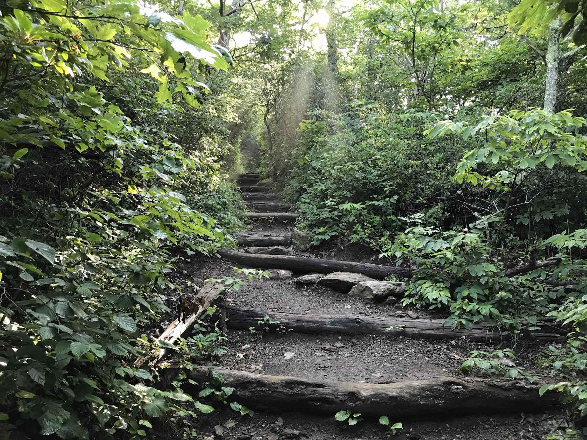 Pisgah trail in Asheville