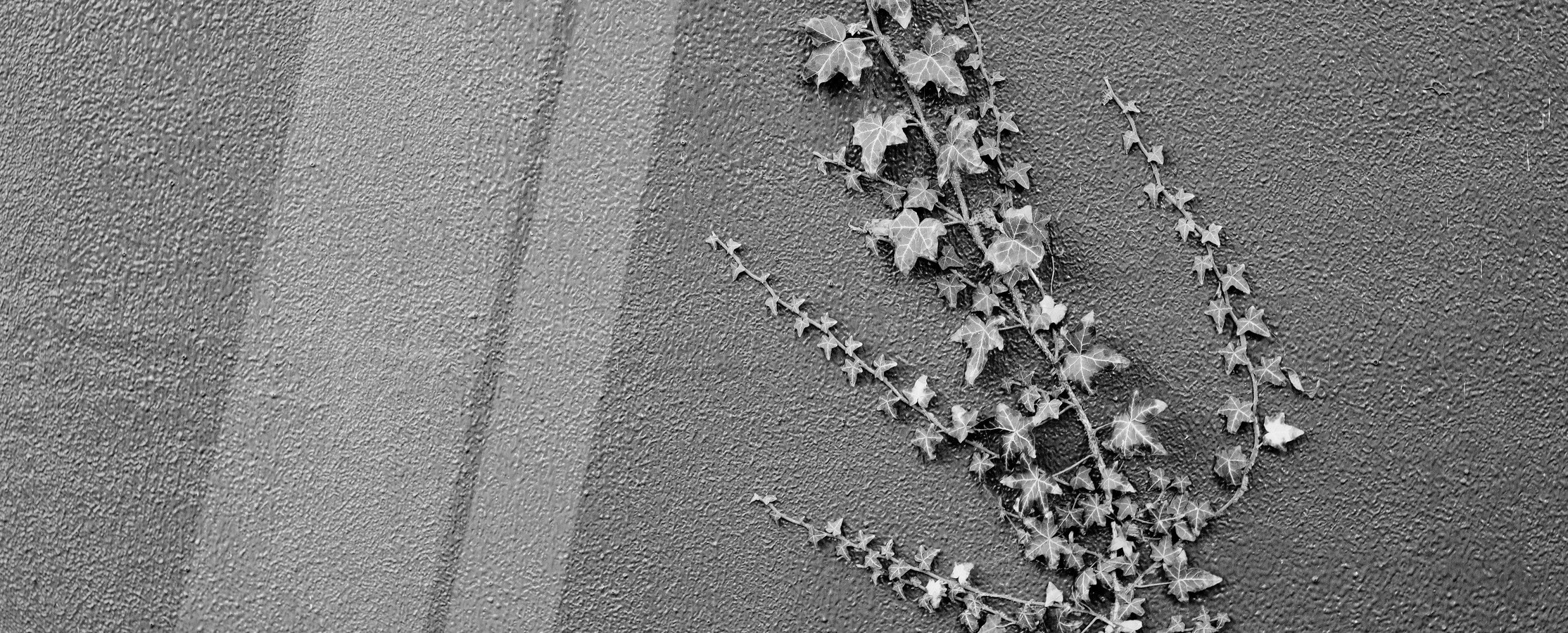 A black and white image of vines growing up the side of a wall