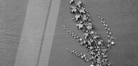 A black and white image of vines growing up the side of a wall