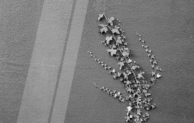 A black and white image of vines growing up the side of a wall