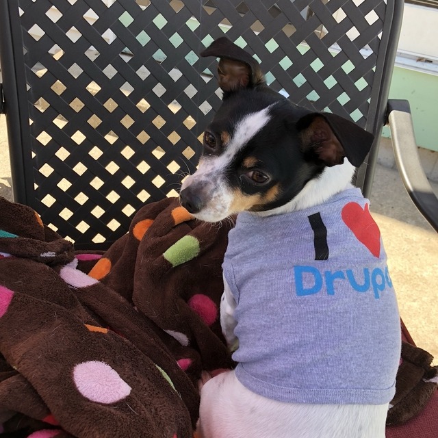 Kelly's dog in her new "I heart Drupal" shirt
