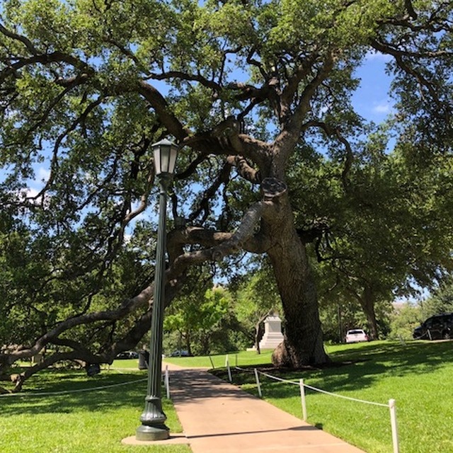 Sidewalk and trees in surrounding park at Texas State Capitol 